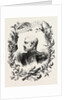 Marshal Pelissier, Aimable Jean Jacques Pelissier, 1st Duc De Malakoff, 1794 - 1864, Was a Marshal of France by Anonymous