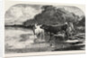 Cows at the Watering Hole, Engraving 1855 by Anonymous