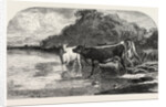 Cows at the Watering Hole, Engraving 1855 by Anonymous
