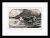 Cows at the Watering Hole, Engraving 1855 by Anonymous