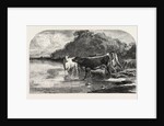 Cows at the Watering Hole, Engraving 1855 by Anonymous