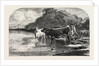 Cows at the Watering Hole, Engraving 1855 by Anonymous