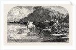 Cows at the Watering Hole, Engraving 1855 by Anonymous