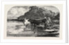 Cows at the Watering Hole, Engraving 1855 by Anonymous