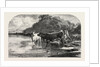 Cows at the Watering Hole, Engraving 1855 by Anonymous