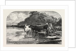 Cows at the Watering Hole, Engraving 1855 by Anonymous