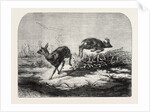Deer Surprised by Mr. Haffner by Anonymous