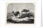 Deer Surprised by Mr. Haffner by Anonymous