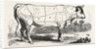 Tax Butchery Paris. Division by Categories of Beef. France by Anonymous