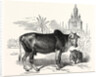 The Indian Zebu (Bos Indicus) by Anonymous