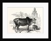 The Indian Zebu (Bos Indicus) by Anonymous