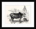 The Indian Zebu (Bos Indicus) by Anonymous