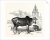 The Indian Zebu (Bos Indicus) by Anonymous