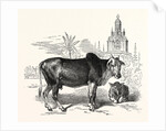 The Indian Zebu (Bos Indicus) by Anonymous