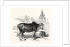 The Indian Zebu (Bos Indicus) by Anonymous