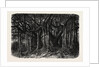 The Great Banyan, or Sacred Tree, of India (Ficus Indica) by Anonymous