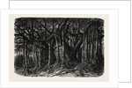 The Great Banyan, or Sacred Tree, of India (Ficus Indica) by Anonymous