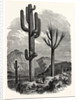 The Cereus Giganteus, or Monumental Cactus by Anonymous