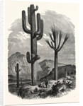 The Cereus Giganteus, or Monumental Cactus by Anonymous