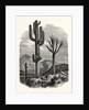 The Cereus Giganteus, or Monumental Cactus by Anonymous