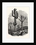 The Cereus Giganteus, or Monumental Cactus by Anonymous