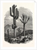 The Cereus Giganteus, or Monumental Cactus by Anonymous