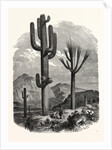 The Cereus Giganteus, or Monumental Cactus by Anonymous