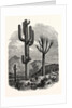 The Cereus Giganteus, or Monumental Cactus by Anonymous