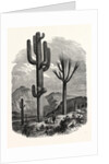 The Cereus Giganteus, or Monumental Cactus by Anonymous
