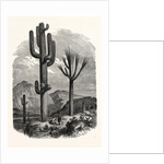 The Cereus Giganteus, or Monumental Cactus by Anonymous