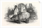 The Behemoth, or Hippopotamus by Anonymous