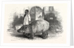 The Behemoth, or Hippopotamus by Anonymous