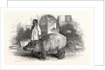The Behemoth, or Hippopotamus by Anonymous