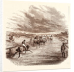 Thoroughbred by Anonymous