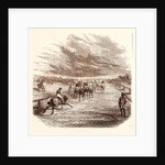 Thoroughbred by Anonymous