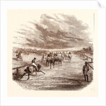 Thoroughbred by Anonymous