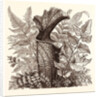 January. Pteris Argentea. Andiantum Formosum. Sarracenia Drummondi. Adiantum Cultratum. Pteris Macrophyllus. Dania Diversifolia. by Anonymous