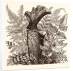January. Pteris Argentea. Andiantum Formosum. Sarracenia Drummondi. Adiantum Cultratum. Pteris Macrophyllus. Dania Diversifolia. by Anonymous