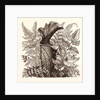 January. Pteris Argentea. Andiantum Formosum. Sarracenia Drummondi. Adiantum Cultratum. Pteris Macrophyllus. Dania Diversifolia. by Anonymous