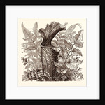 January. Pteris Argentea. Andiantum Formosum. Sarracenia Drummondi. Adiantum Cultratum. Pteris Macrophyllus. Dania Diversifolia. by Anonymous