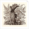 January. Pteris Argentea. Andiantum Formosum. Sarracenia Drummondi. Adiantum Cultratum. Pteris Macrophyllus. Dania Diversifolia. by Anonymous