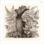 January. Pteris Argentea. Andiantum Formosum. Sarracenia Drummondi. Adiantum Cultratum. Pteris Macrophyllus. Dania Diversifolia. by Anonymous