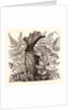 January. Pteris Argentea. Andiantum Formosum. Sarracenia Drummondi. Adiantum Cultratum. Pteris Macrophyllus. Dania Diversifolia. by Anonymous