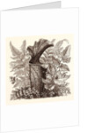 January. Pteris Argentea. Andiantum Formosum. Sarracenia Drummondi. Adiantum Cultratum. Pteris Macrophyllus. Dania Diversifolia. by Anonymous