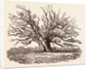 The Fairlop Oak, in Hainault Forest in the London Borough of Redbridge by Anonymous