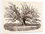 The Fairlop Oak, in Hainault Forest in the London Borough of Redbridge by Anonymous