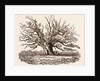 The Fairlop Oak, in Hainault Forest in the London Borough of Redbridge by Anonymous