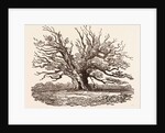 The Fairlop Oak, in Hainault Forest in the London Borough of Redbridge by Anonymous