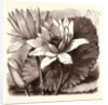 October. Nymphaea Coerulea. Nymphaea Devoniensis by Anonymous