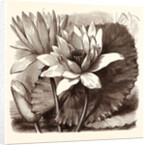 October. Nymphaea Coerulea. Nymphaea Devoniensis by Anonymous